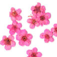Dry Flower Pink