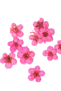 Dry Flower Pink
