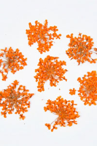 Blütenpracht orange